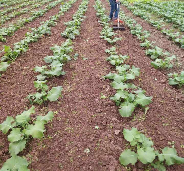 Farmer using a heavy duty brash cutter attachment in a field of crops